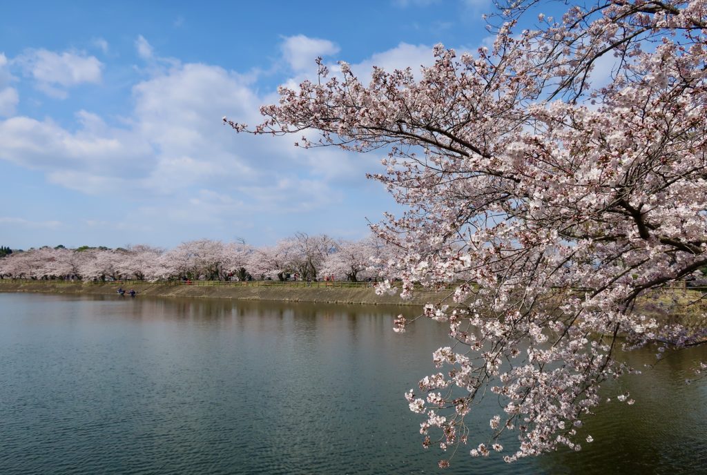 Tachioka Nature Park 立岡自然公園 In Uto City 宇土市 Kumamoto 2 000 Sakura Trees And Lakes Which Kiyomasa Kato 加藤清正 Had Involved In Untapped Kumamoto