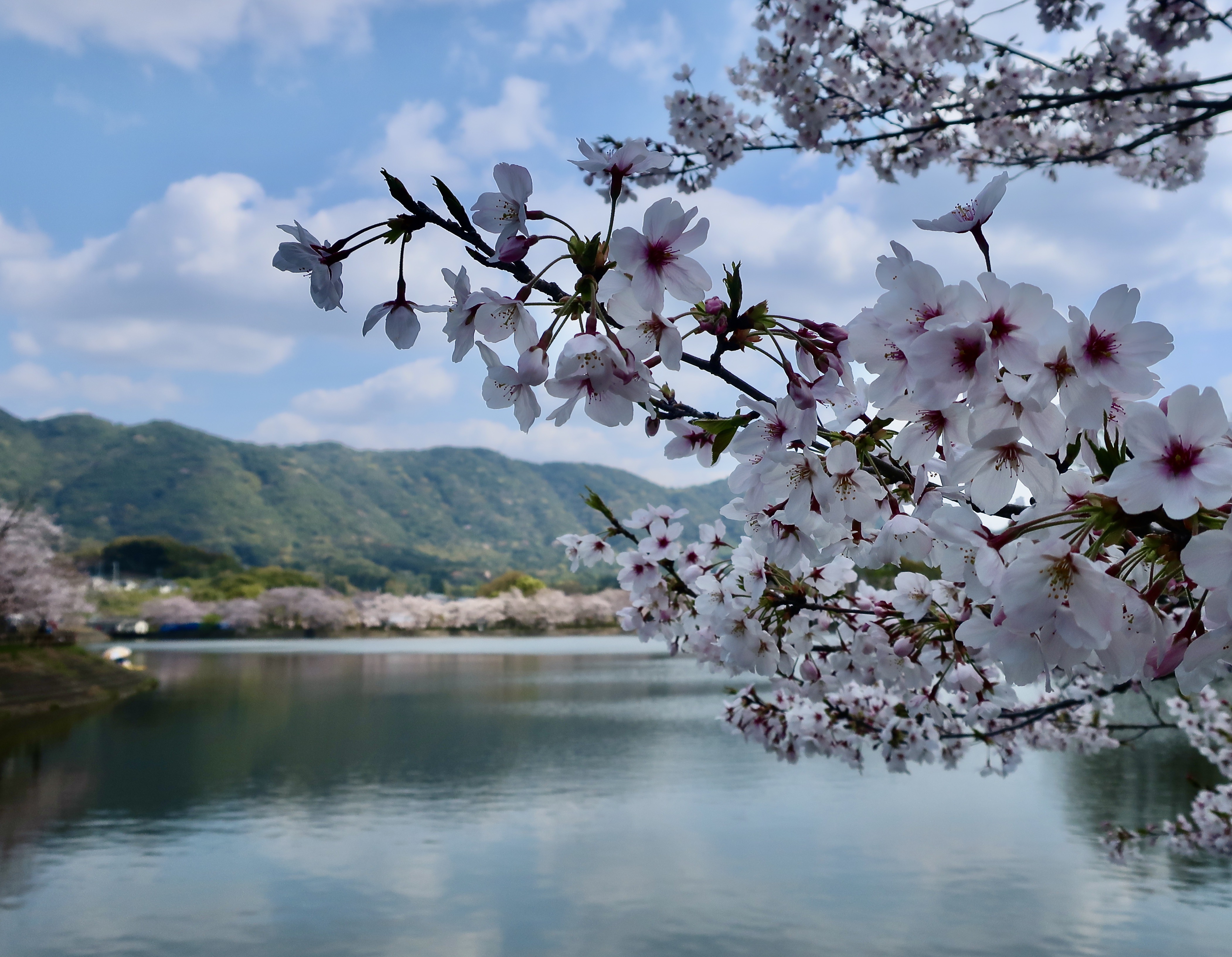 春の草原 IMG_7694-1.jpeg