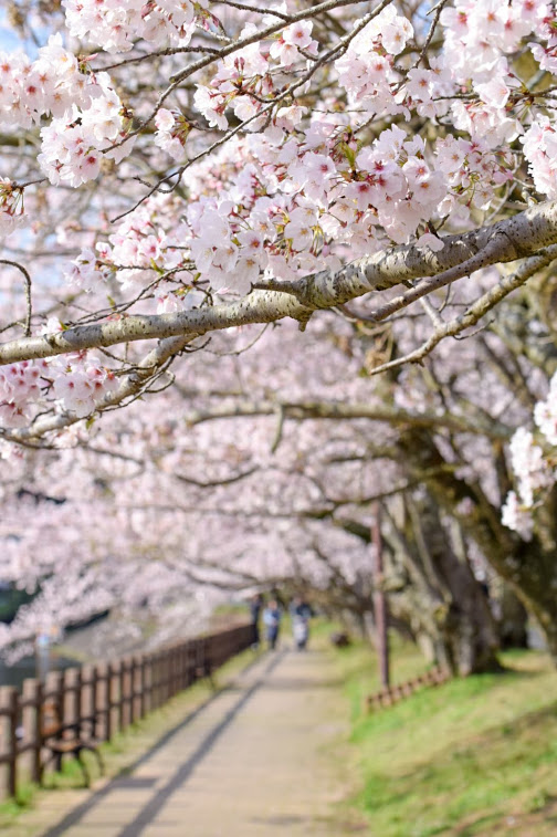 Tachioka Nature Park 立岡自然公園 In Uto City 宇土市 Kumamoto 2 000 Sakura Trees And Lakes Which Kiyomasa Kato 加藤清正 Had Involved In Untapped Kumamoto